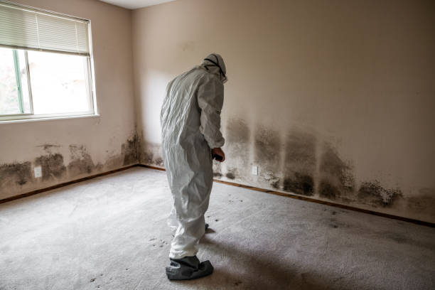 Mold Documentation for Insurance Claims in Bayboro, NC